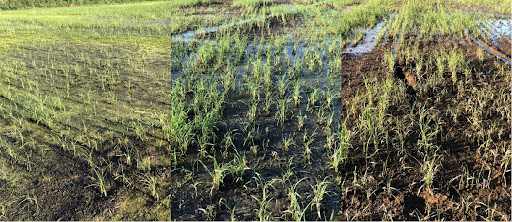 Sintomas de plantas de arroz em áreas com a presença do nematoides-das-galhas