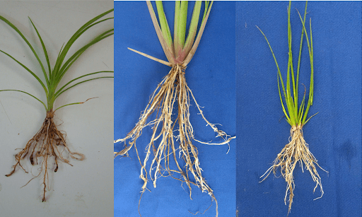 Plantas daninhas que hospedam M. graminicola