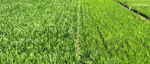 Plot treated with biological product on the left and untreated plot on the right, in an area naturally infested by M. graminicola