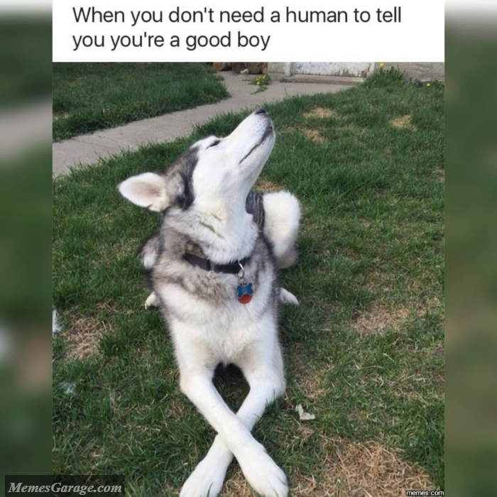 When You Don't Need A Human To Tell You You're A Good Boy