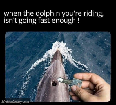 When The Dolphin You're Riding Isn't Going Fast Enough