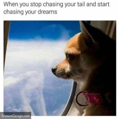 When You Stop Chasing Your Tail And Start Chasing Your Dreams