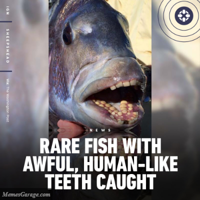 Rare Fish With Human Teeth