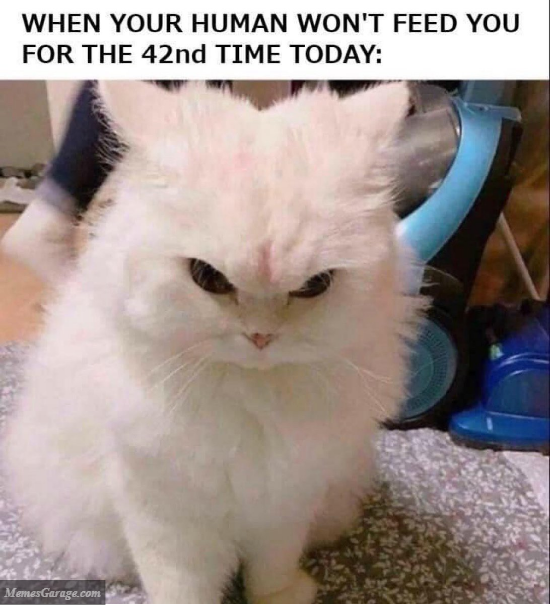 When Your Human Won't Feed You For The 42nd Time Today