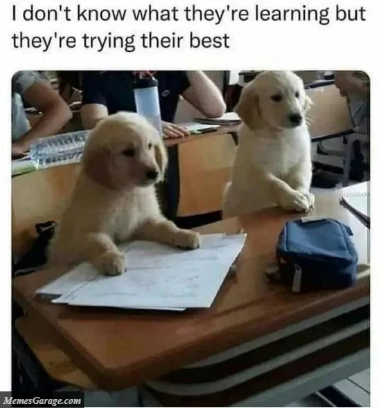 I Don't Know What They're Learning But They're Trying Their Best
