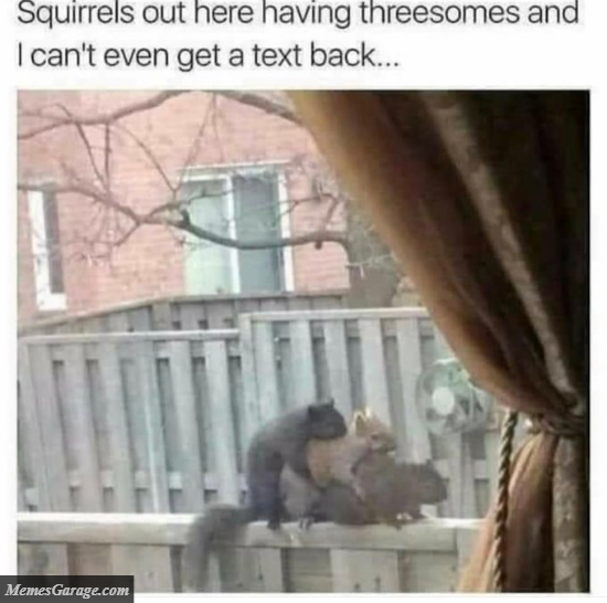 Squirrels Out Here Having Threesomes And I Can't Even Get A Text Back