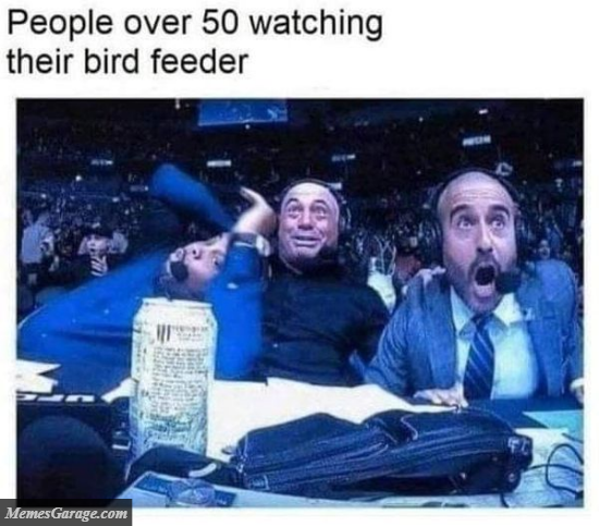 People Over 50 Watching Their Bird Feeder