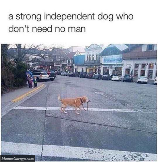 A Strong Independent Dog Who Don't Need No Man