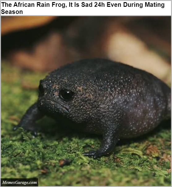 The African Rain Frog, It Is Sad 24h Even During Mating Season