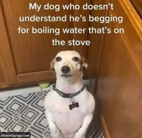 My Dog Who Doesn't Understand He's Begging For Boiling Water That's On The Stove