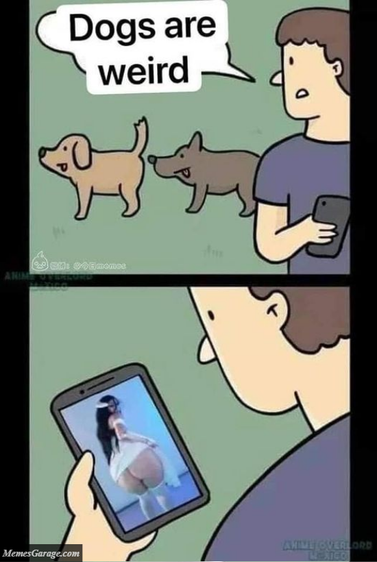 Dogs Are Just Weird Meme