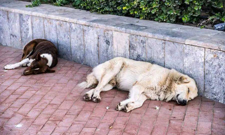 Σώστε τα Αδέσποτα