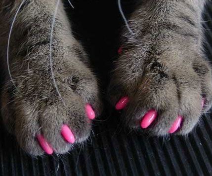 Soft Claws For Cats