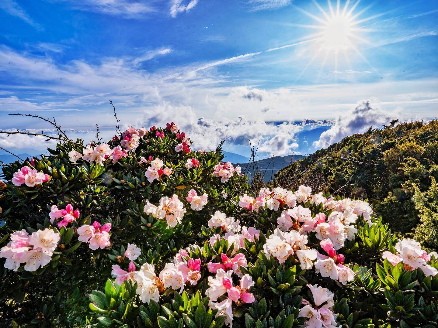 合歡山杜鵑花季