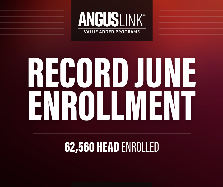 AngusLink: Record Enrollment Reflects Producer Commitment