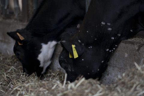 Beef-On-Dairy Growth Complicates Traditional Cattle Herd Rebuilding Signals