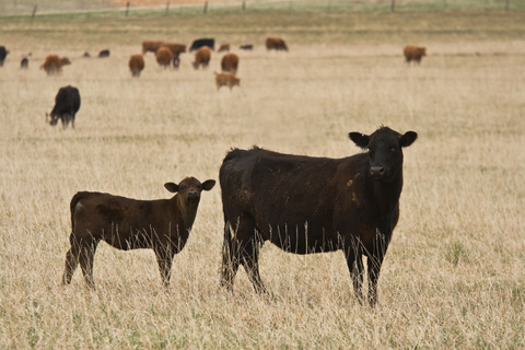 Few Livestock Producers Use Available Price Risk Tools