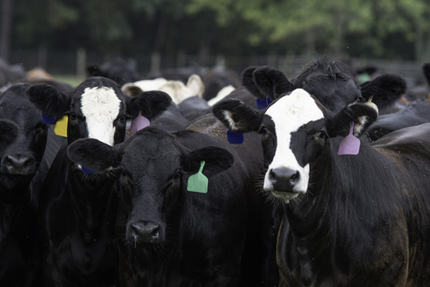 July 2, 2026 U.S. Cattle Report