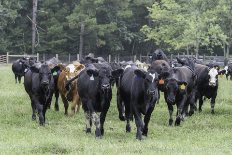 How Much Should You Pay for a Replacement Heifer?