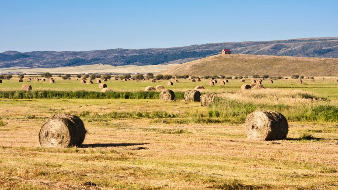 'It's Brutal': Wyoming Can't Grow Hay, So Ranchers Pay Big Bucks Or Sell Livestock