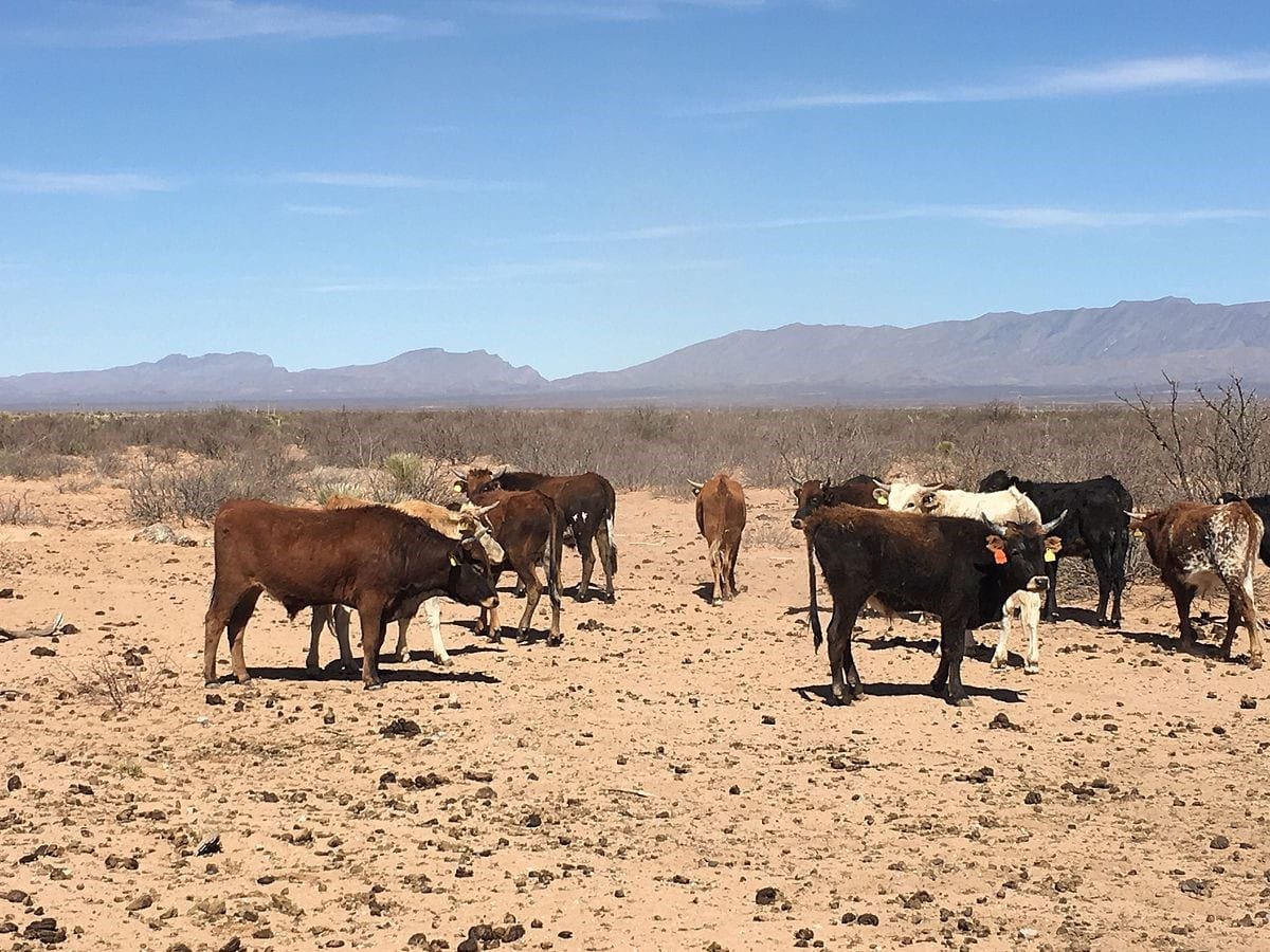 U.S. to Resume Cattle Imports at Arizona Port