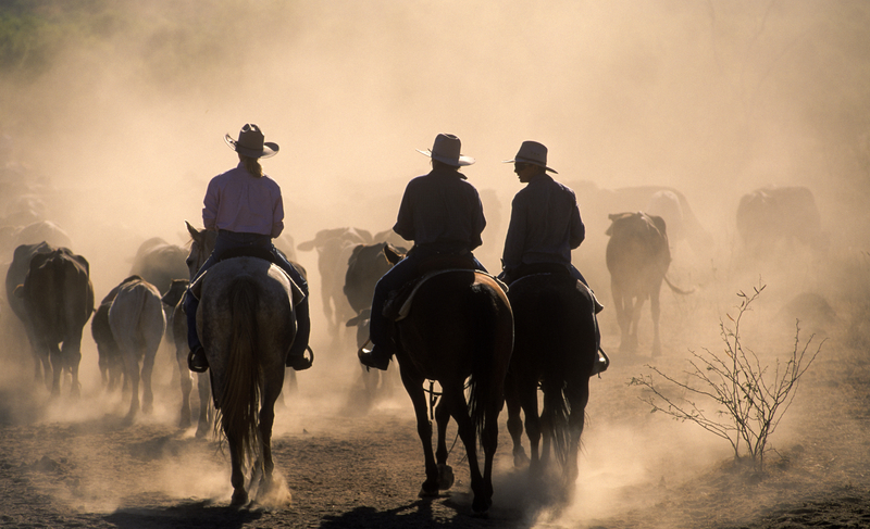 Economists Address Impacts of New World Screwworm to US Cattlemen