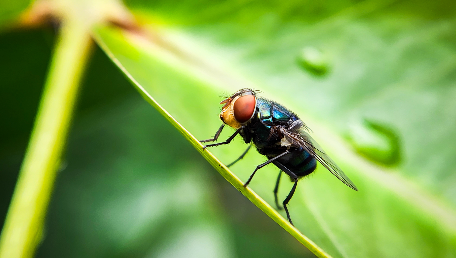 New World Screwworm fly