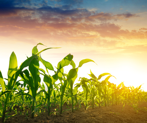 USDA Grain Stocks Report