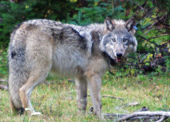 Killer wolves terrorize California ranchers who demand right to take drastic action against predators