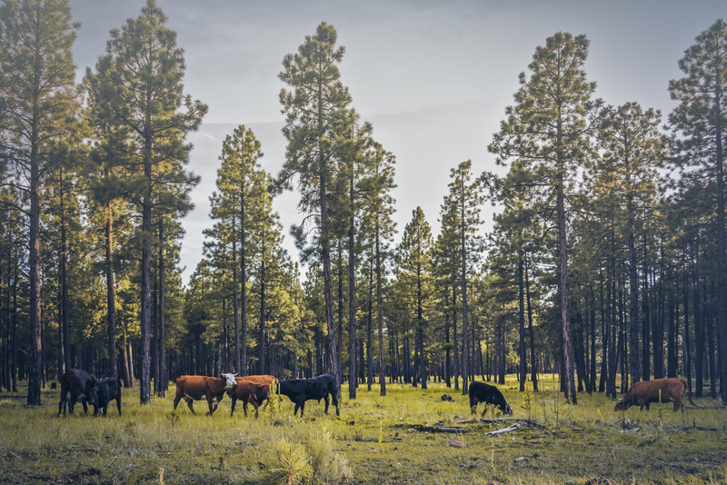 USDA Issues Directive to Restore Grazing on National Forest Lands and Strengthen Support for America’s Ranchers