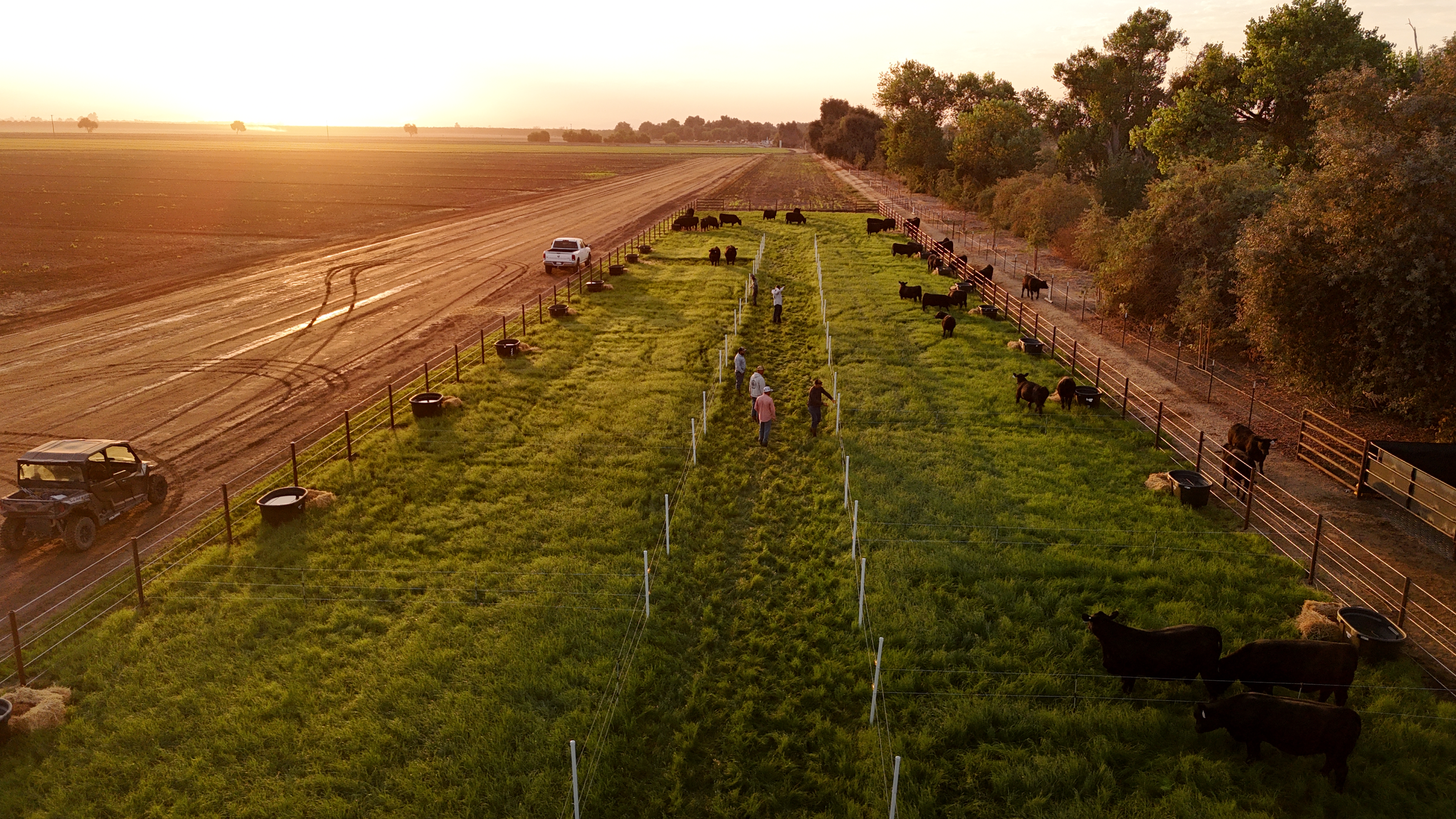 Kern Cattle Co. Female Sale gallery image 1