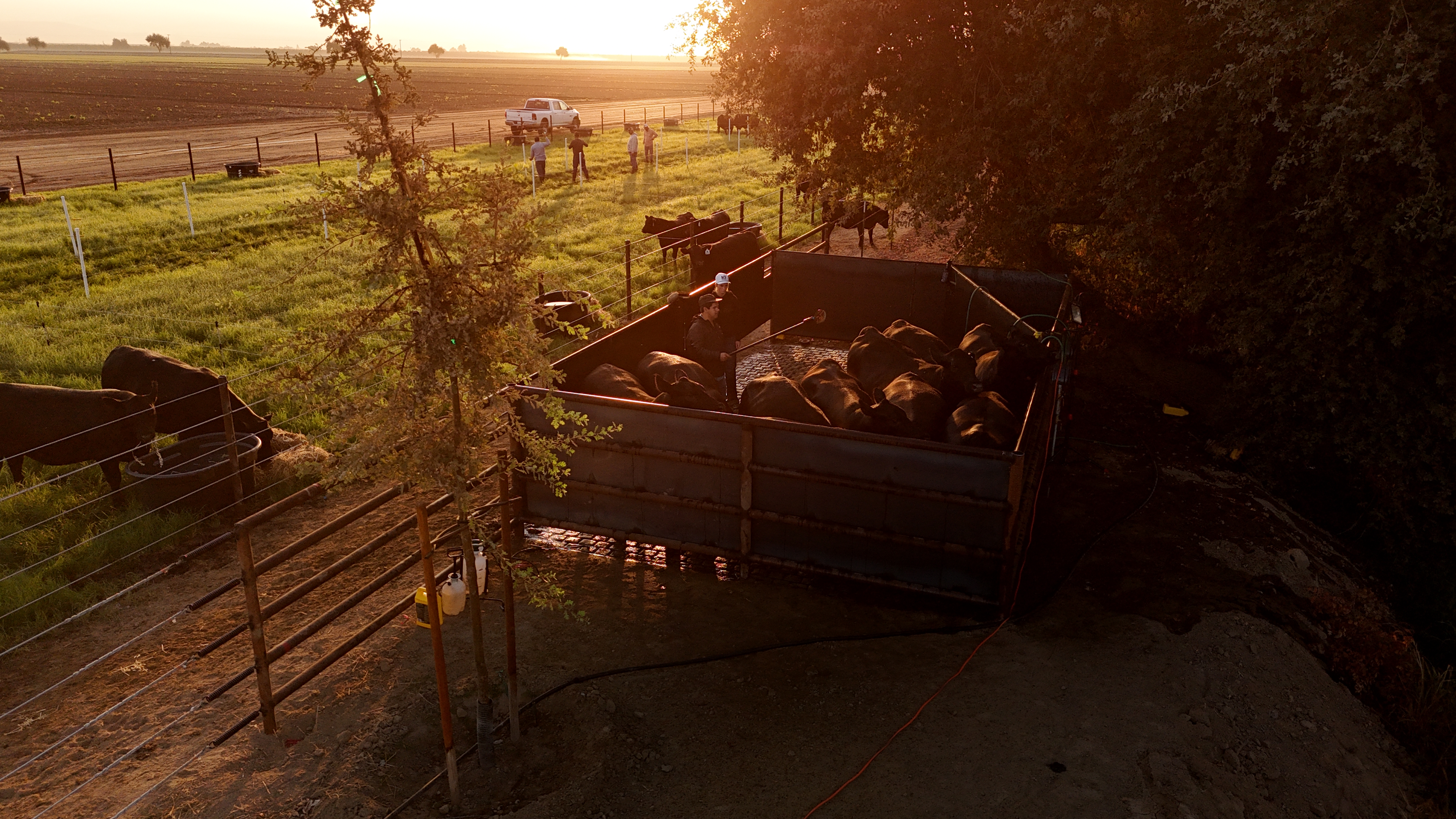 Kern Cattle Co. Female Sale gallery image 2