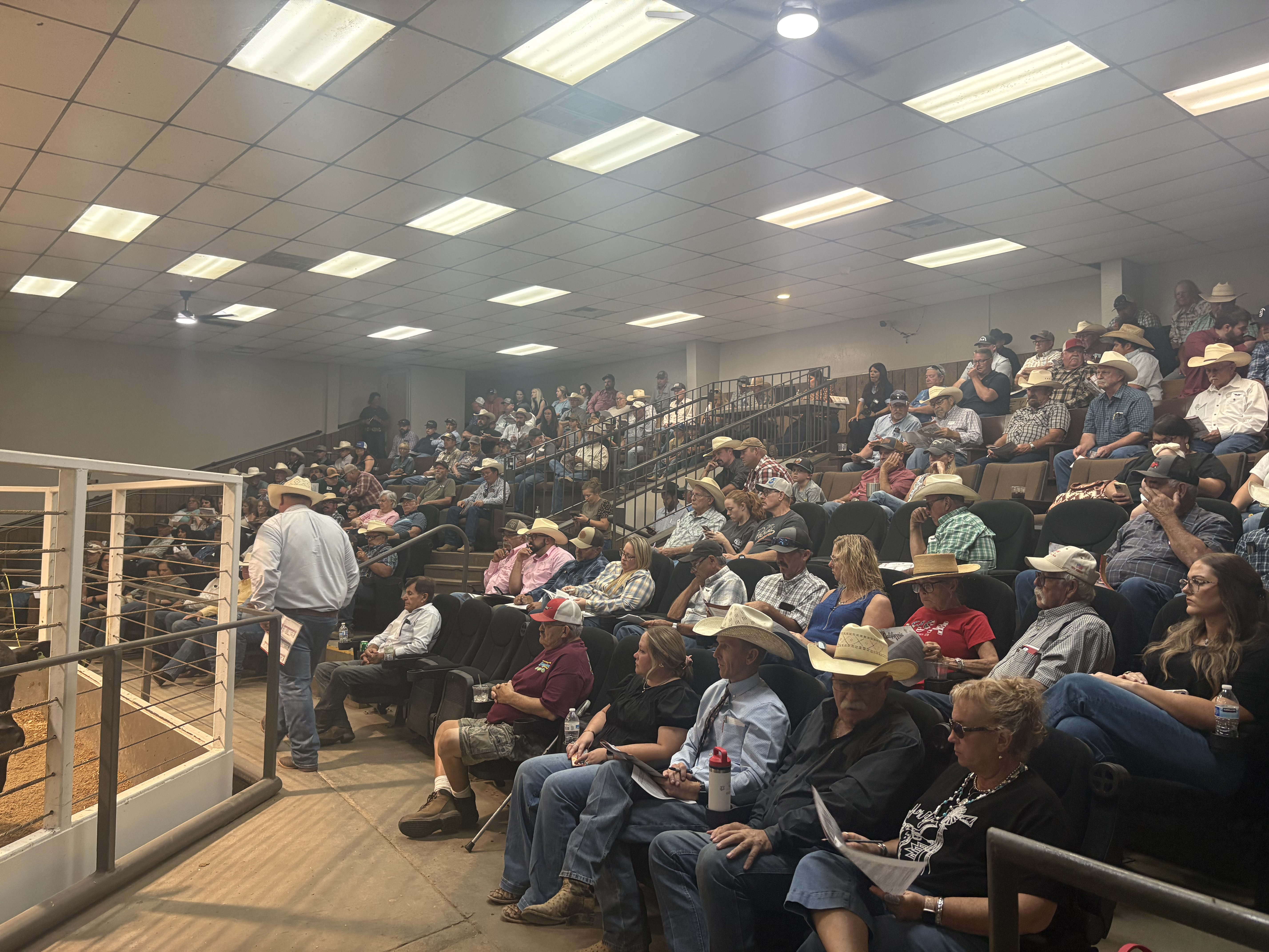 Turlock Livestock "CA Breeders" Bull Sale gallery image 1