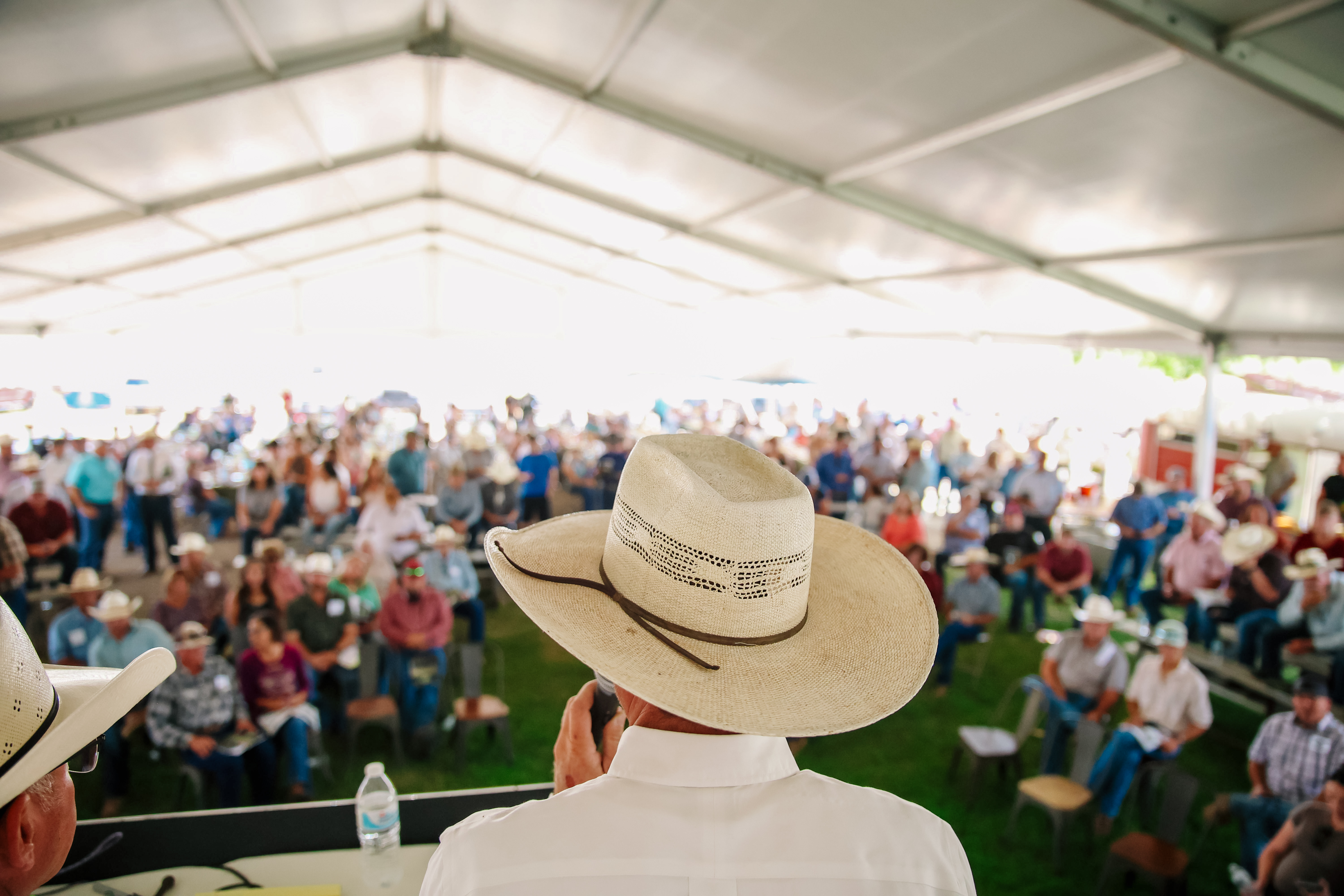 Beef Solutions Bull Sale gallery image 3