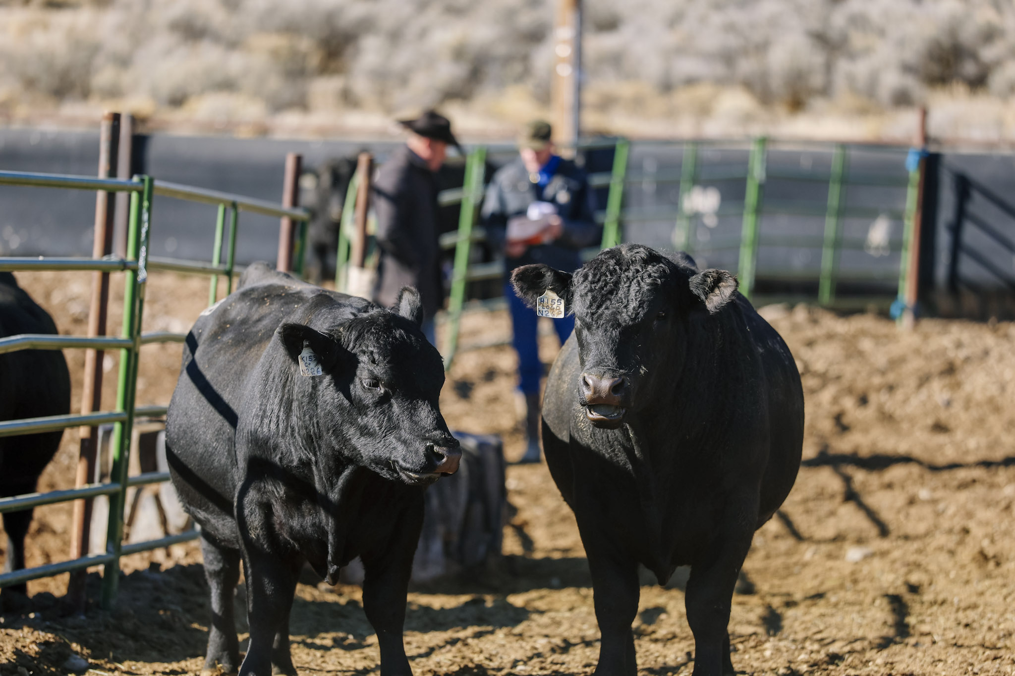 9 Peaks Angus Bull Sale gallery image 1