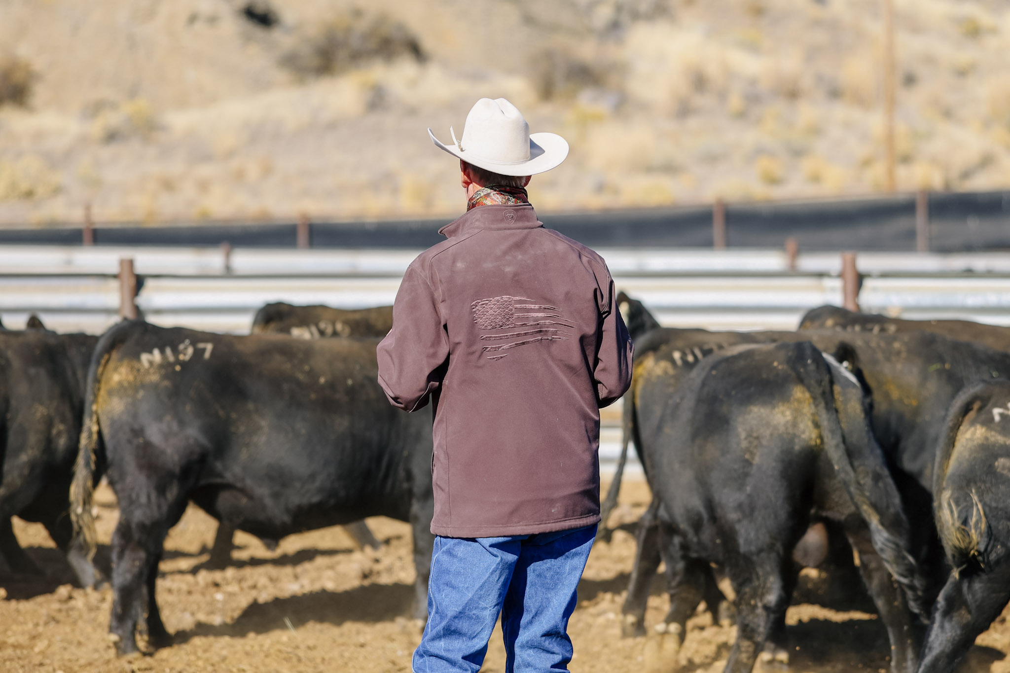 9 Peaks Angus Bull Sale gallery image 2