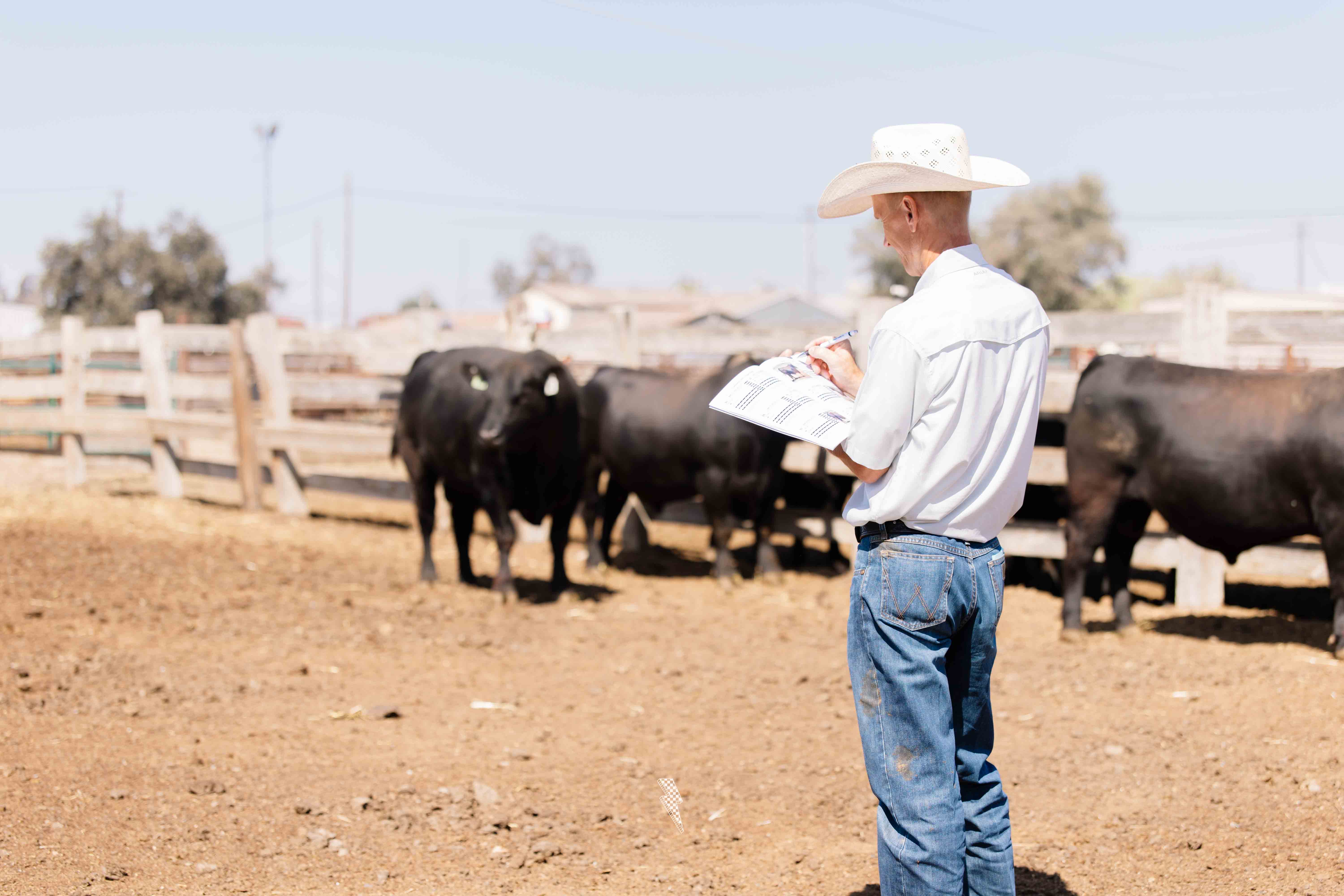 Visalia Livestock Market Bull Sale gallery image 1