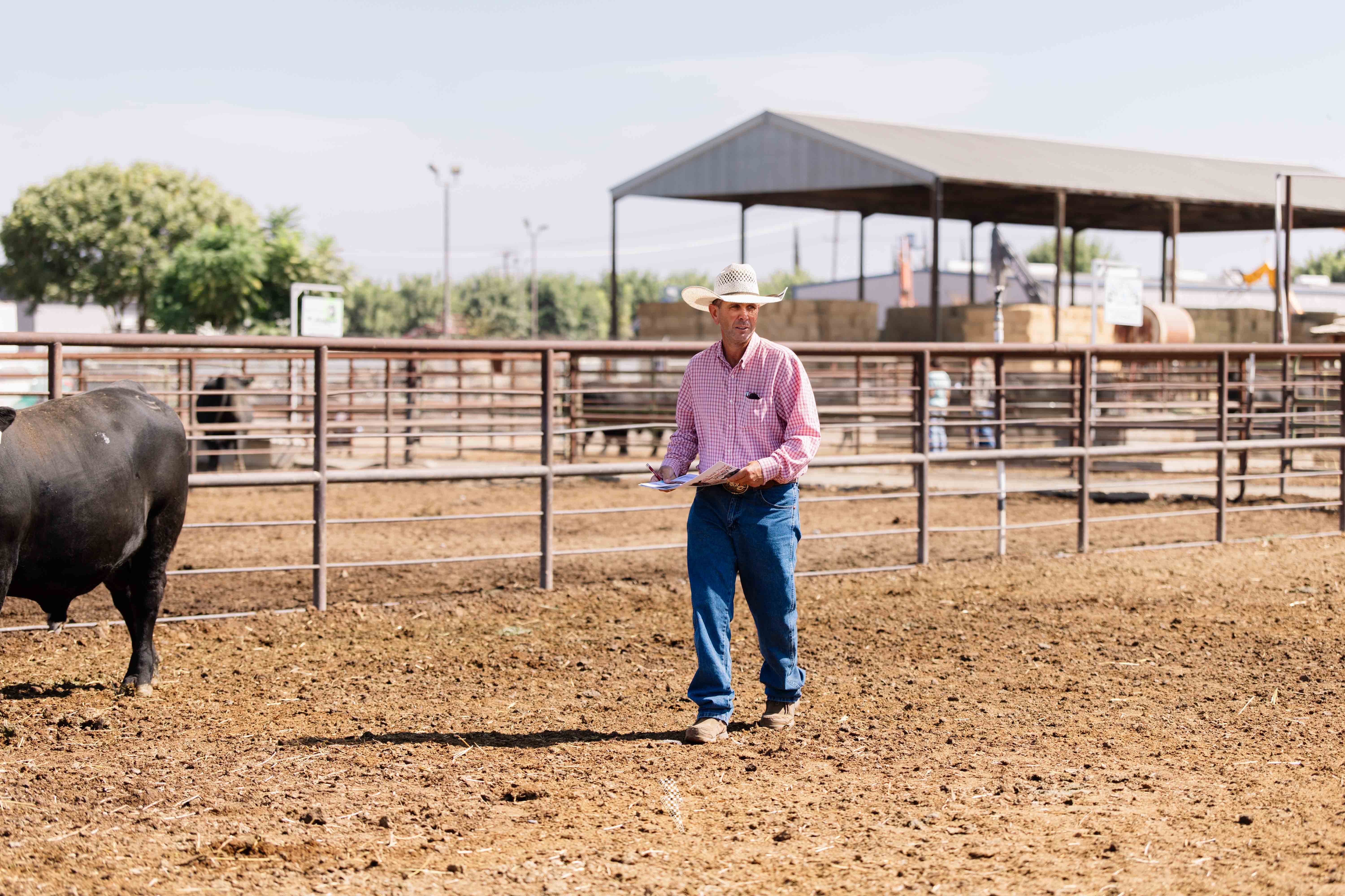 Visalia Livestock Market Bull Sale gallery image 2