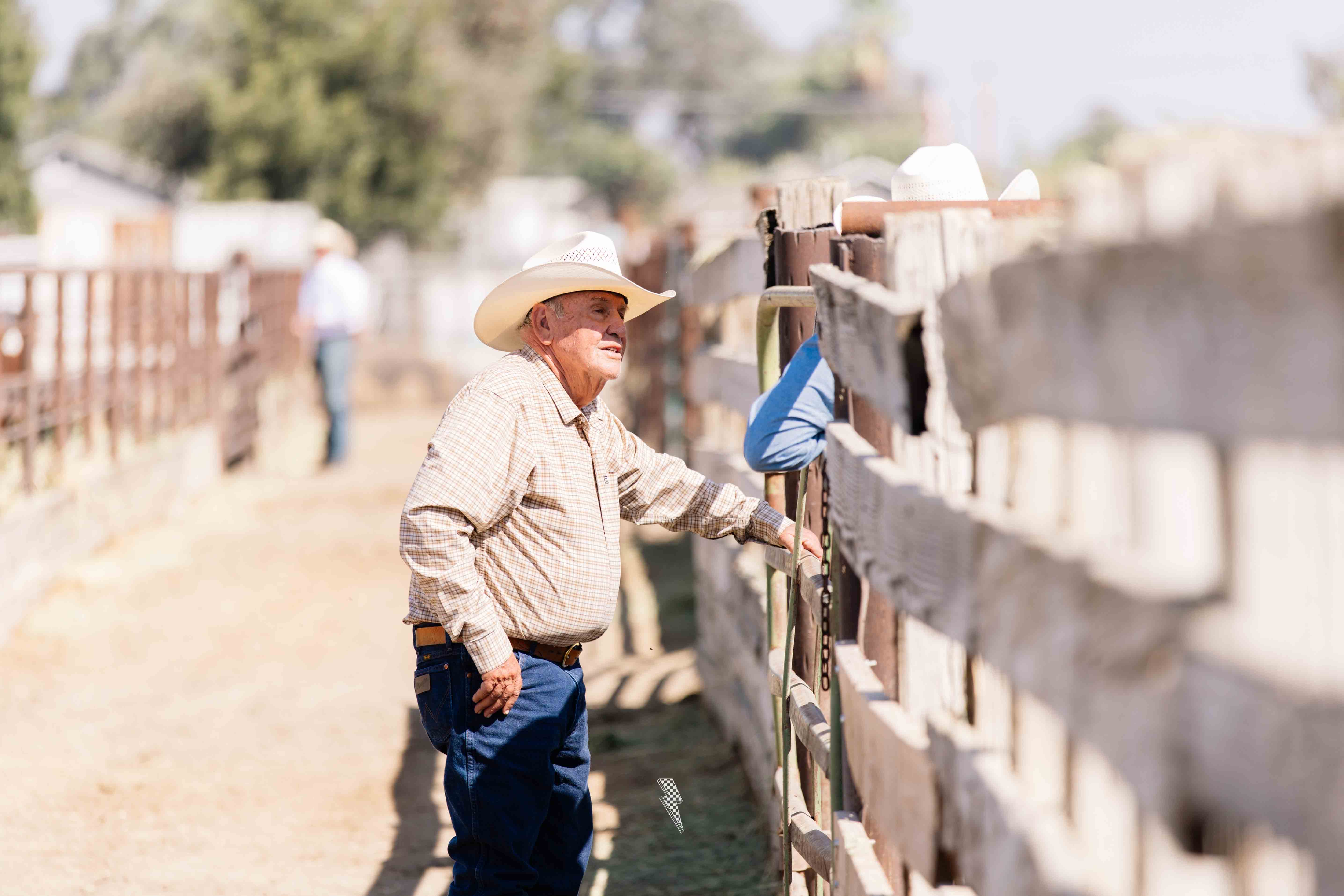 Visalia Livestock Market Bull Sale gallery image 3