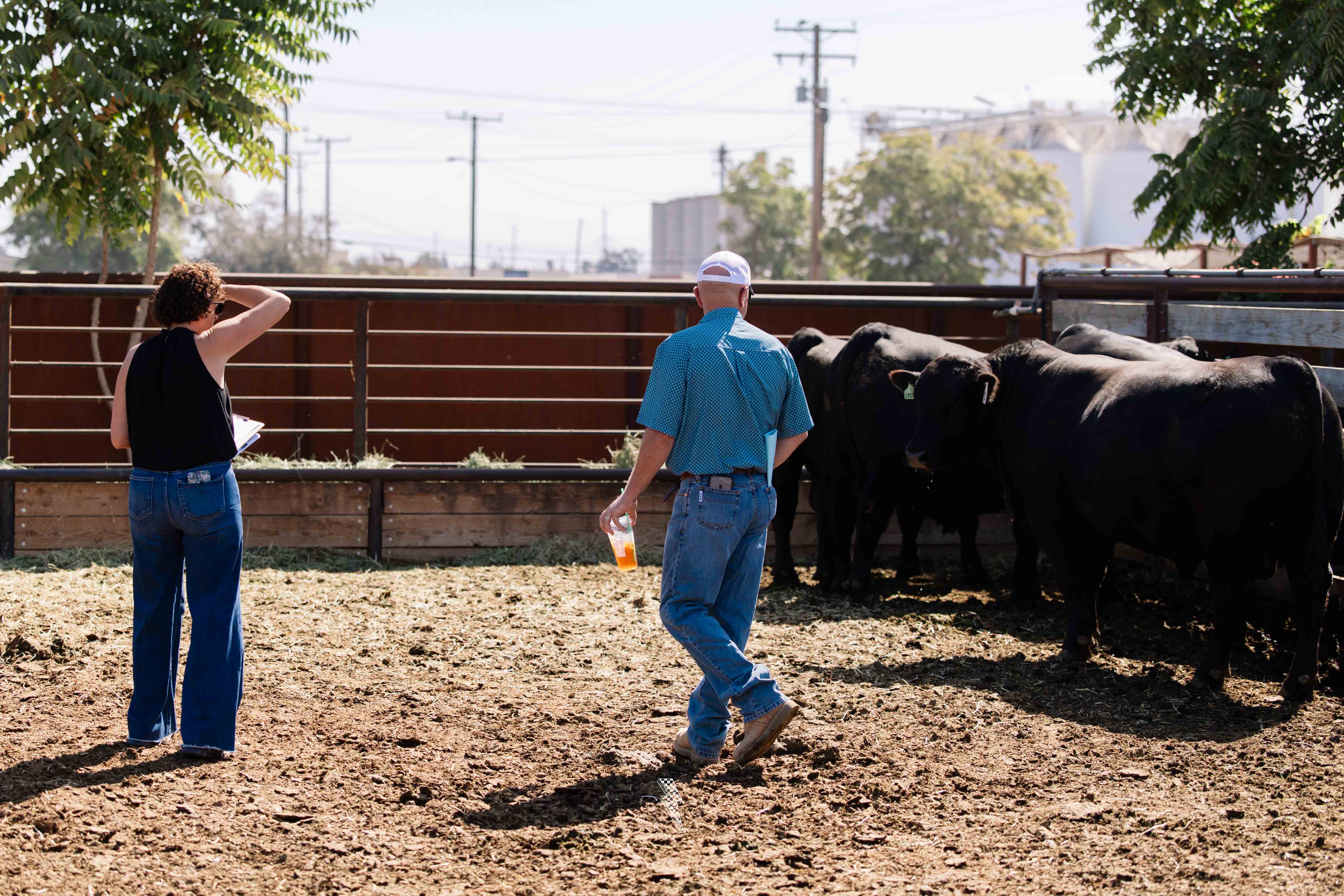 Visalia Livestock Market Bull Sale gallery image 4