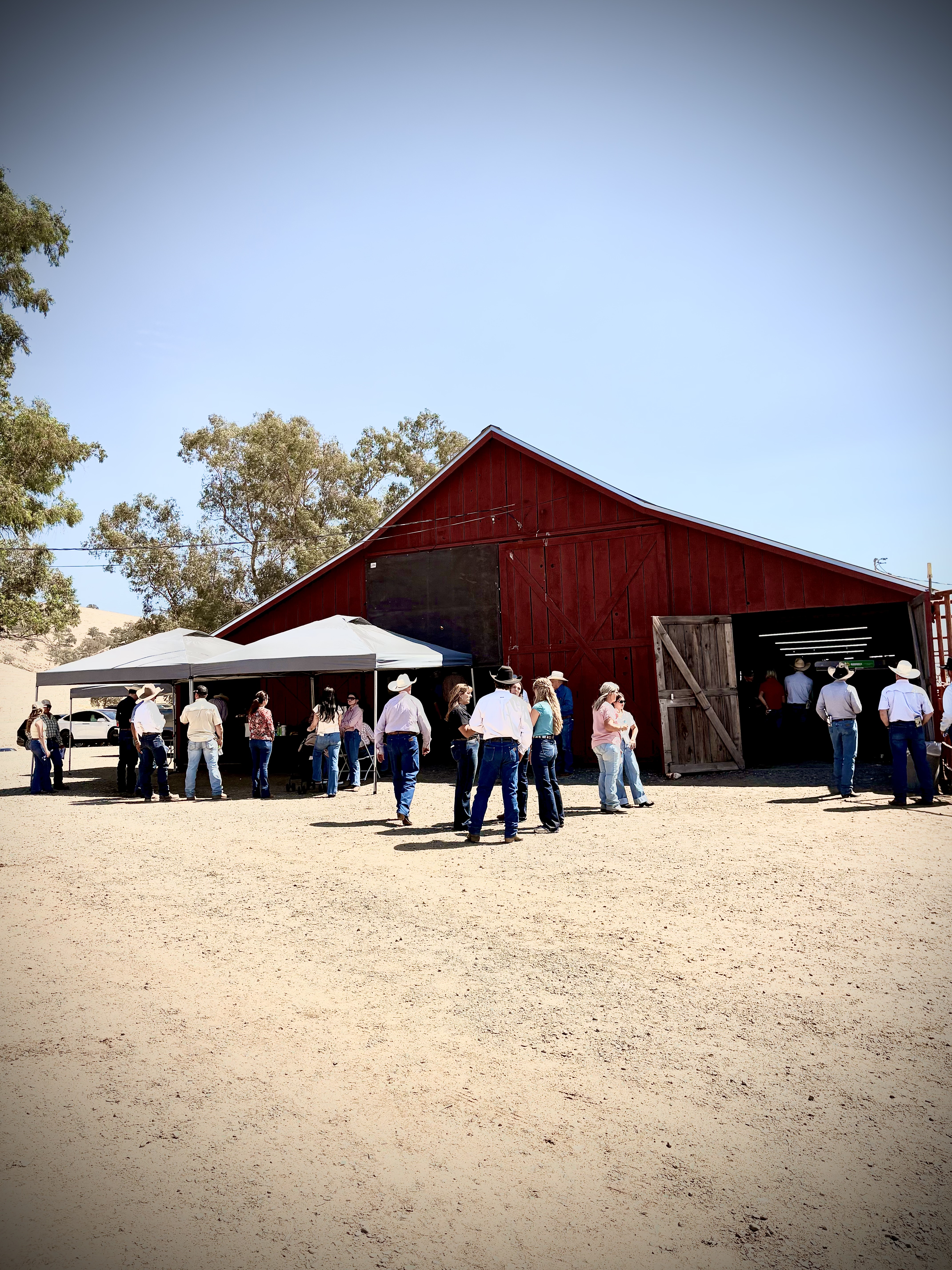 Vintage Angus Ranch Bull Sale gallery image 2