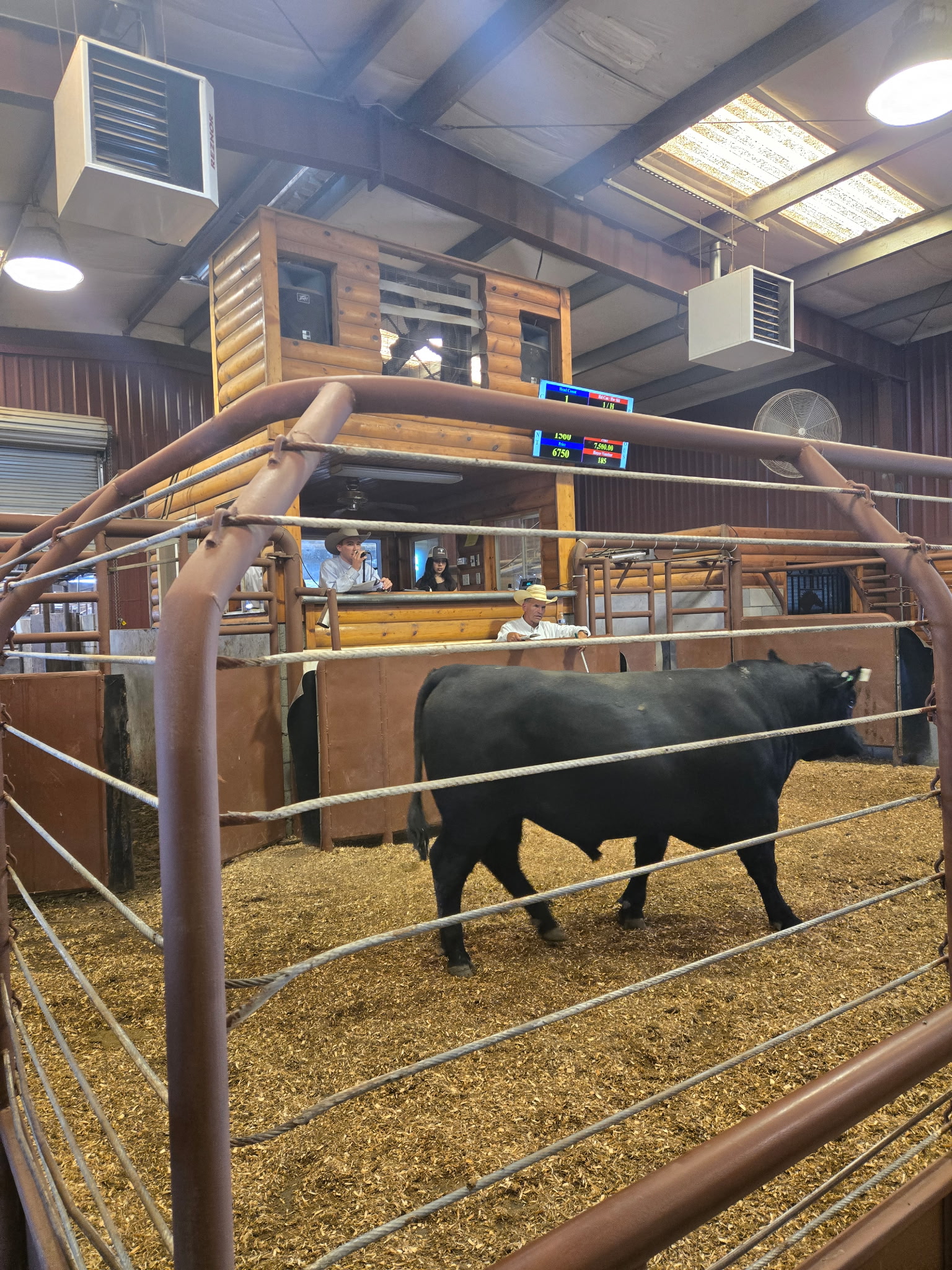 Leachman Cattle, CA Sale gallery image 2
