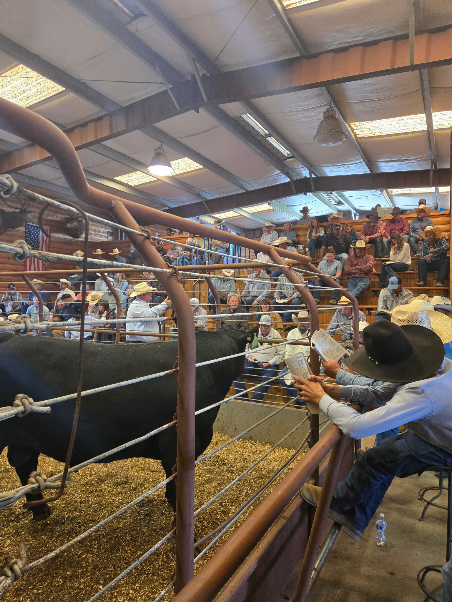 Leachman Cattle, CA Sale gallery image 3