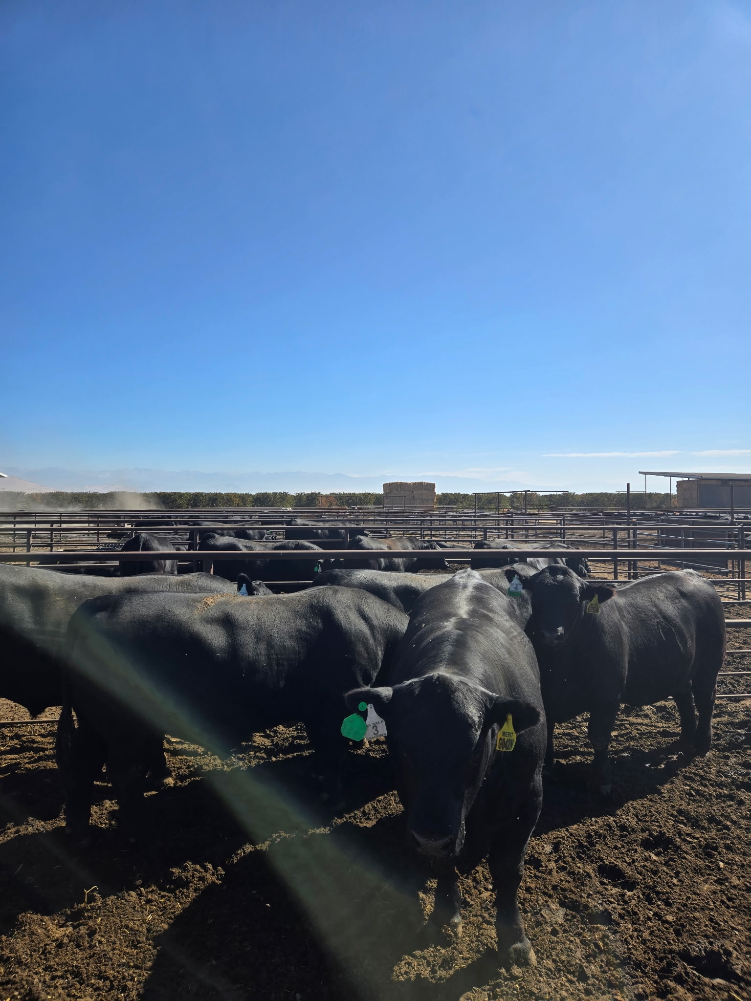 Leachman Cattle, CA Sale gallery image 5