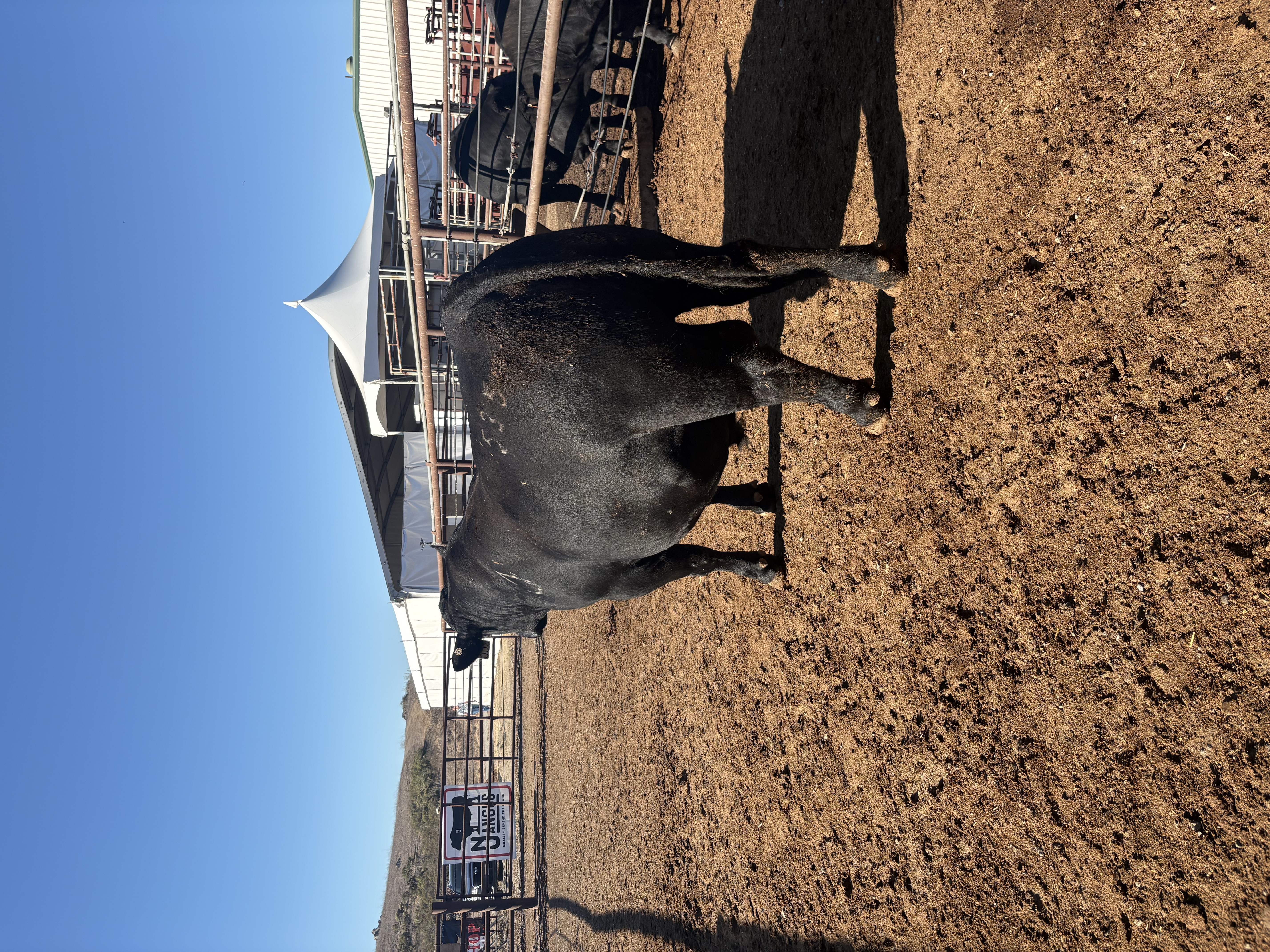 Cal Poly Perf. Test Sale gallery image 2