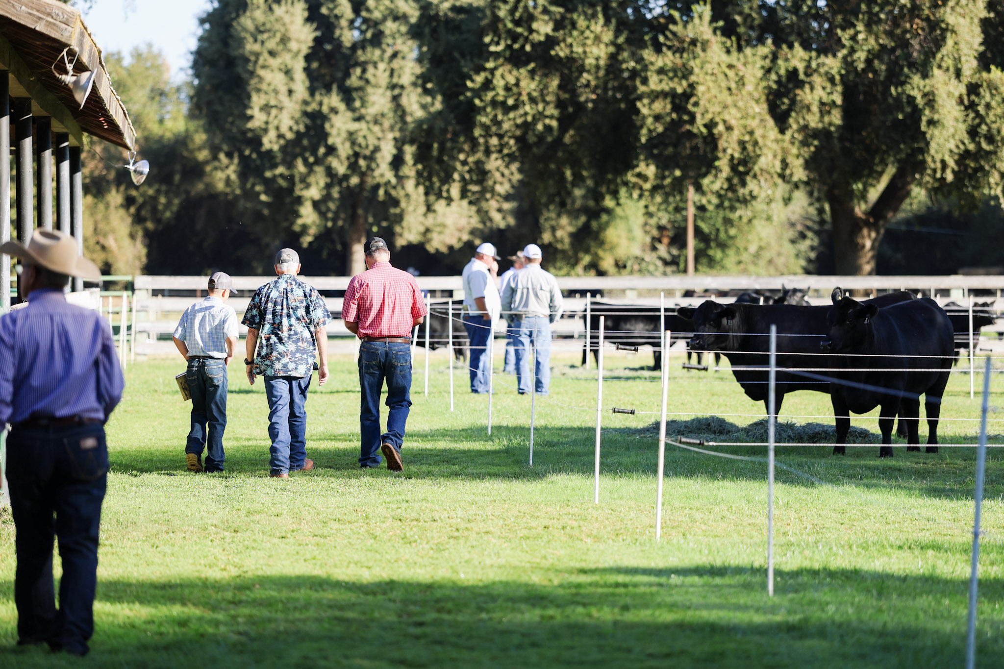 Vintage Angus Ranch Female Sale gallery image 1