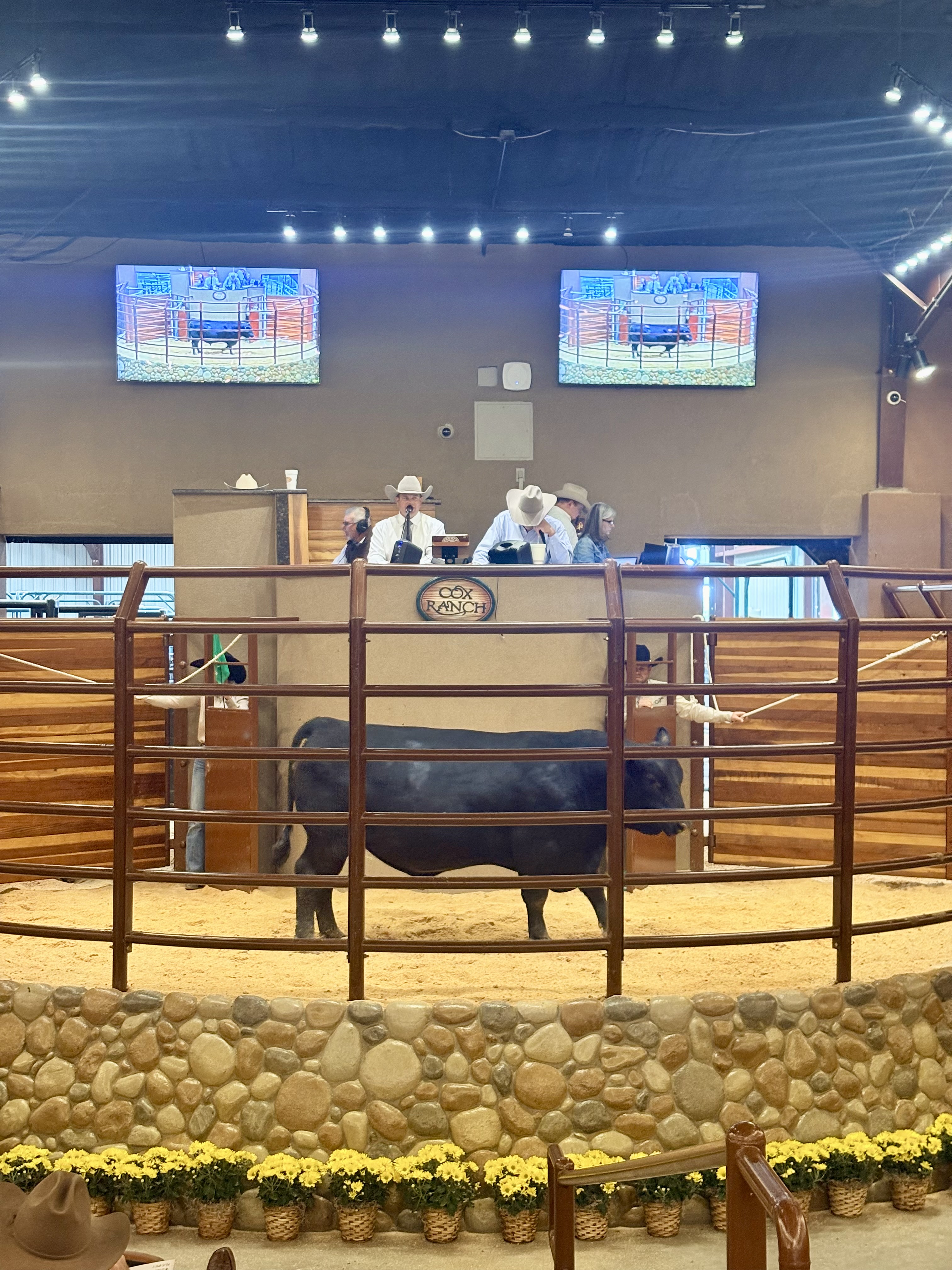 Cox Ranch Production Sale gallery image 1