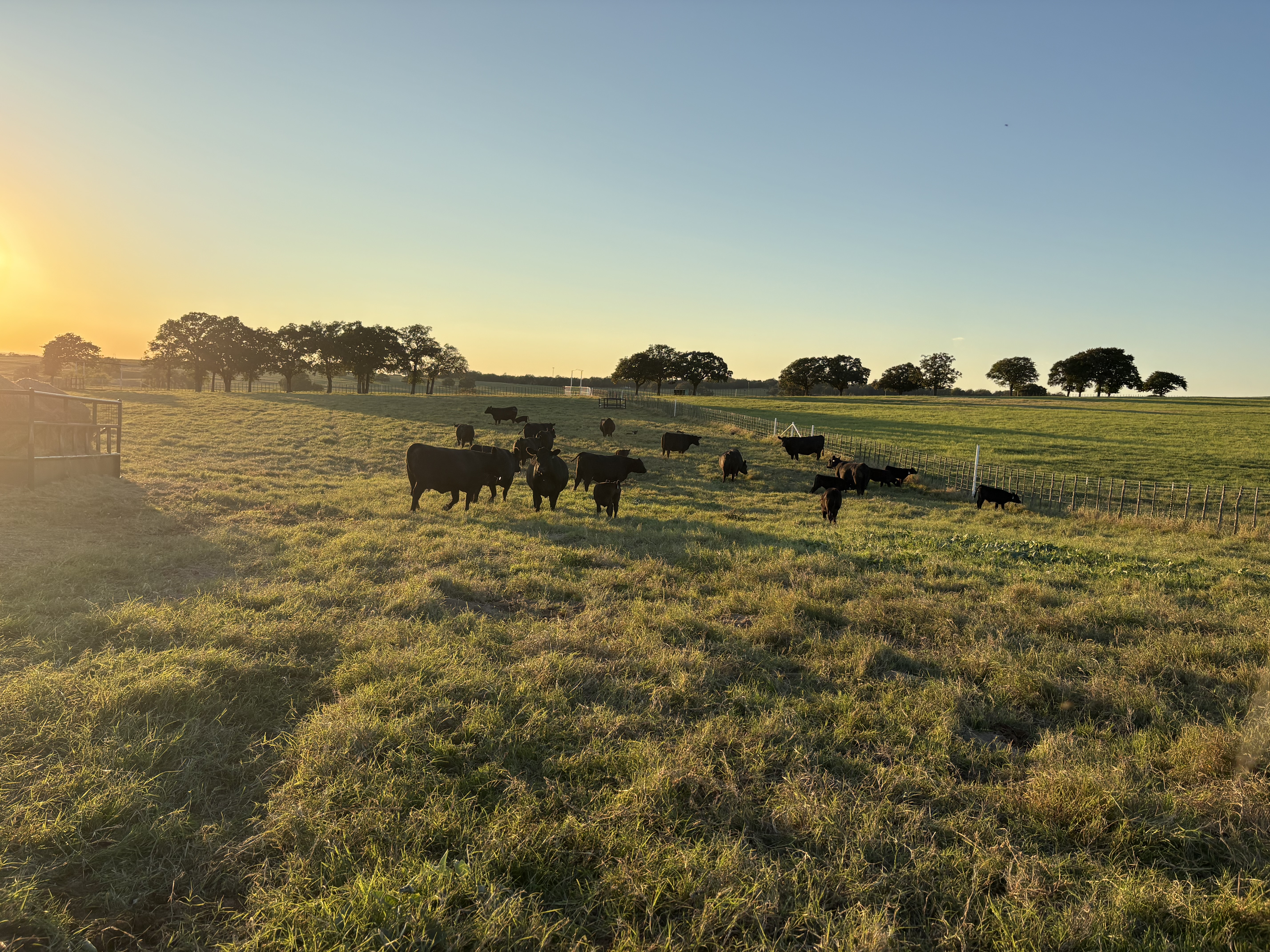 Cox Ranch Production Sale gallery image 3