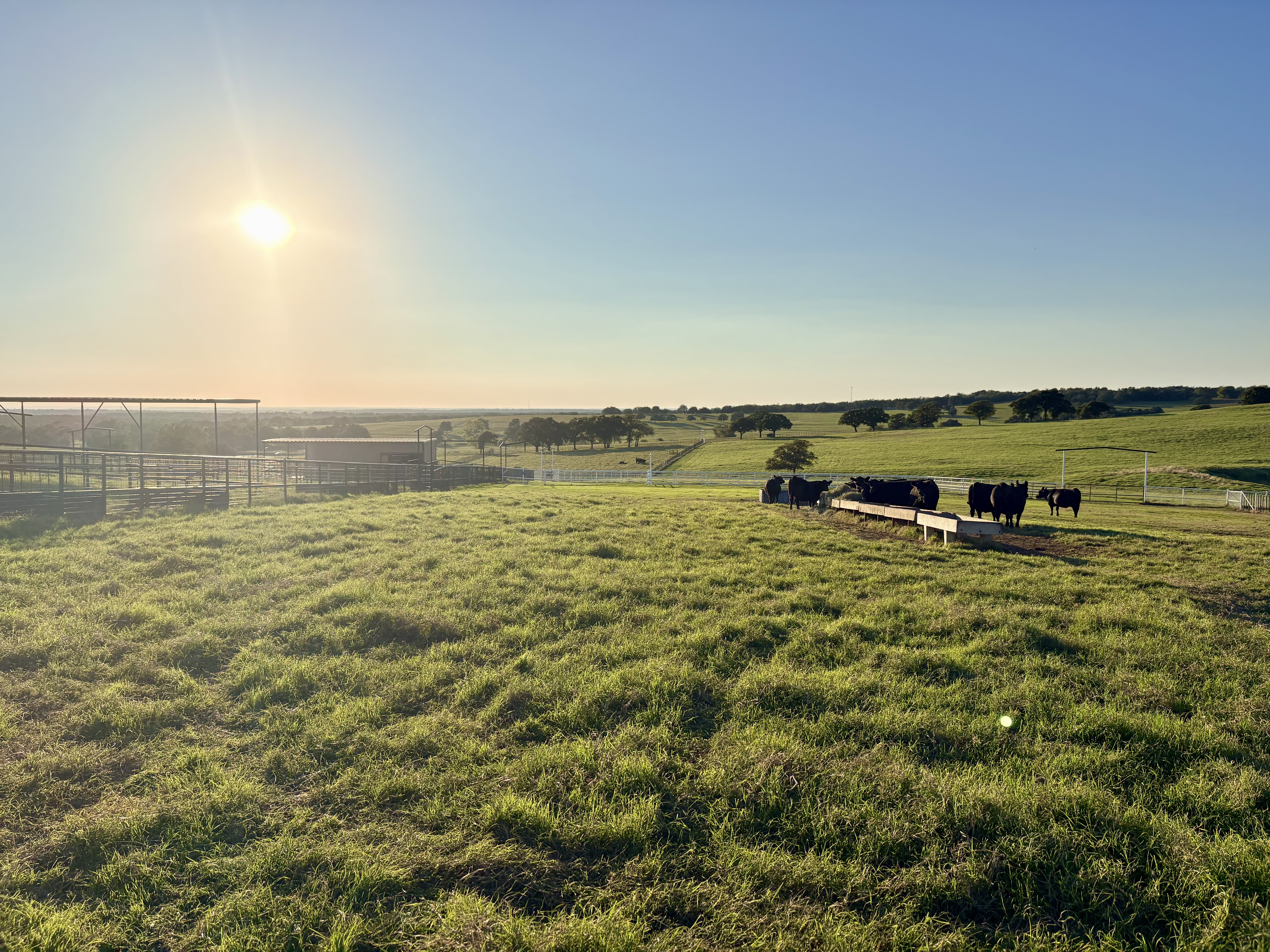 Cox Ranch Production Sale gallery image 4