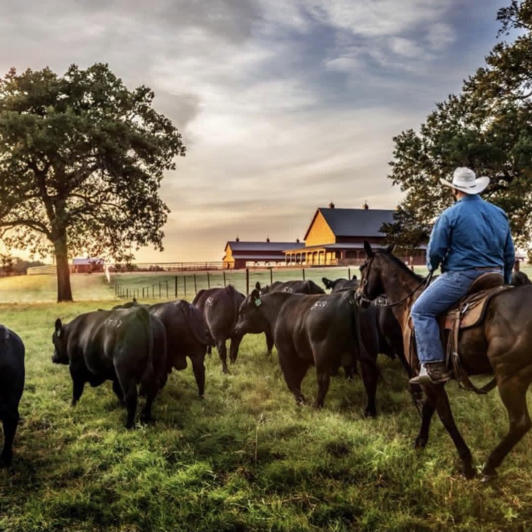 44 Farms Bull Sale gallery image 3